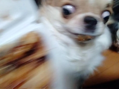 人間の食べ物に貪欲なチワワ