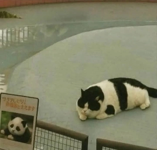 履歴書に嘘をつきましたが、それでも採用されました。