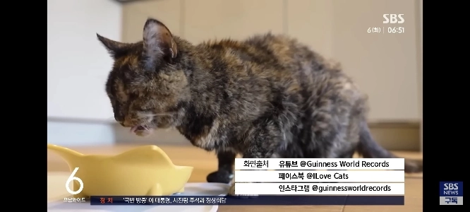 今年30歳の誕生日を迎える猫