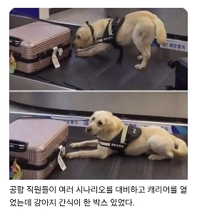 空港で少女のスーツケースの前に麻薬探知犬が止まった。