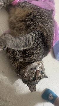 ゴミ袋に捨てられた黒猫