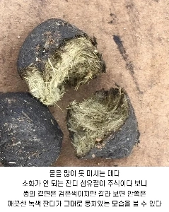 オーストラリアでよく見かけるドゥーチョック(?)