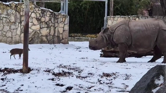 (SOUND)サイ対シカ