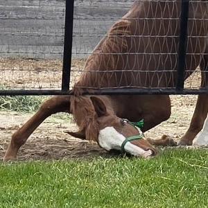 新鮮な草を自分で食べたかった馬
