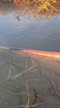 (SOUND)飲み込むのが好きな友達