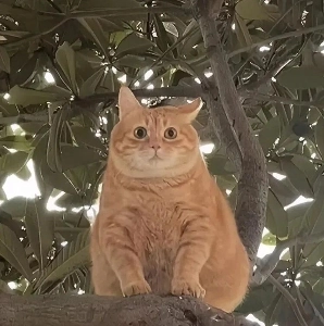 外国ではチーズ猫のことをオレンジと呼ぶそうです。