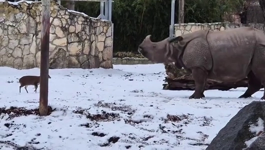 (SOUND)キョンと遊ぶサイ