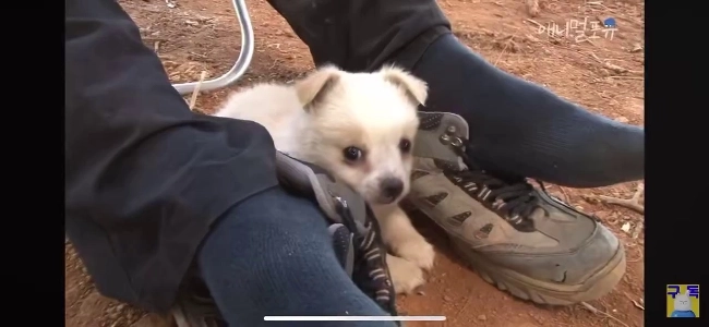 (SOUND)市場で1万ウォンで買った犬のレビュー