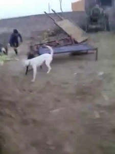 (SOUND)インドの田舎で闘犬を止めようとして大惨事が発生