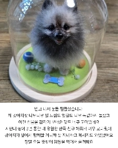 中国人留学生からの贈り物。