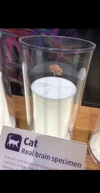 猫の脳のサイズjpg