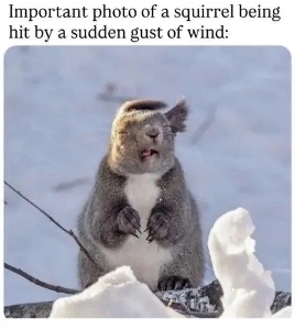 突然突風に襲われたリスの顔。