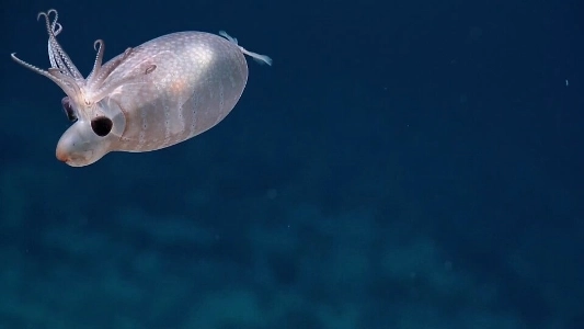 「イカ＝醜い」鹿に似た深海イカが偏見を打ち破る