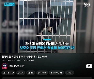 安楽死の1時間前に捨てられた犬の行動