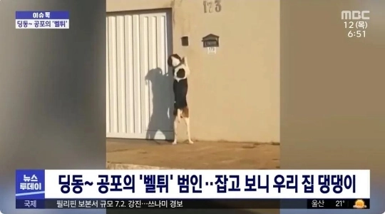 ディンドン～恐るべき「ベルト」の犯人.news