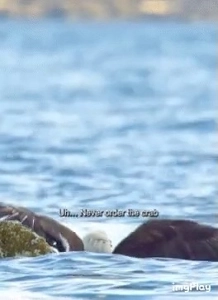 カニを食べようとしたワシが叱られて呆然とした