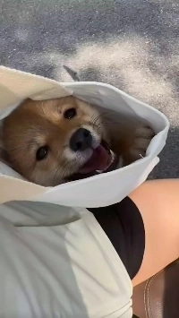 (SOUND)鞄の中の犬の表情笑.mp4