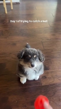 (SOUND)犬のキャッチボール 30日間のトレーニング結果.mp4