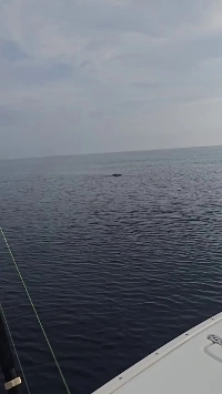 (SOUND)オサガメ登場