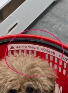 ショッピングカートに乗ることが禁止されているにもかかわらず、ショッピングカートに乗らせてソーシャルメディア上で誇示する行為