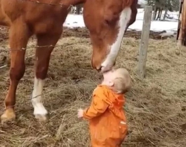 馬と赤ちゃんのコミュニケーション