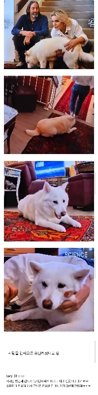 珍島犬は米国で拡大した。