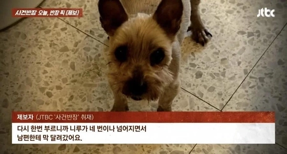 6年前に亡くした子犬が帰ってきた