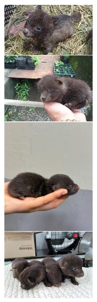 なぜ田舎ではアライグマが飼育されることがあるのか​​？
