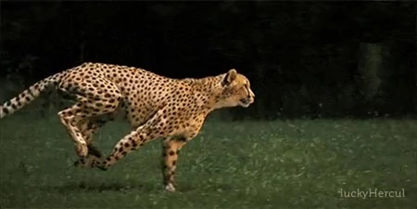 チーターが走っています。