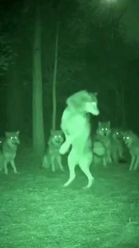 (SOUND)放送終了後に変わる動物たち