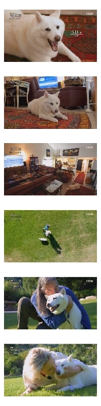 米国で拡大された珍島犬ヌニ