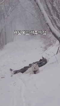 (SOUND)典型的なチャモエド犬の飼い主の日常生活