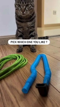 (SOUND)性的指向が明確な猫.mp4