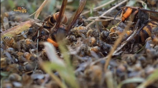 スズメバチから女王蜂を守るミツバチの必死の闘い