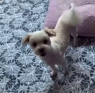 (SOUND)「回す」を間違って学習した子犬