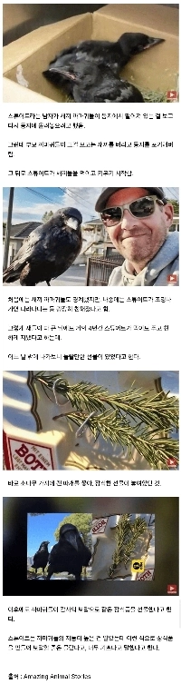 カラスは自分を癒し、養ってくれた男に恩返しをします。