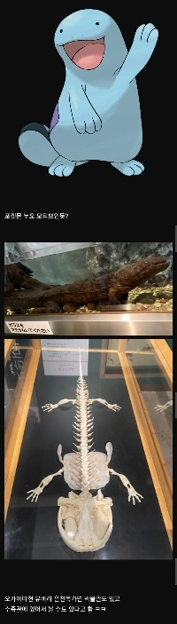 日本にしかいないオオサンショウウオ