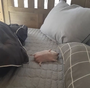 野性を失ったハリネズミ