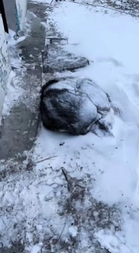 (SOUND)耐寒性マックスドッグ