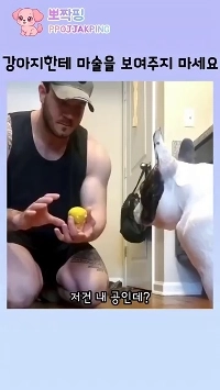 (SOUND)犬に手品を見せてみましょう