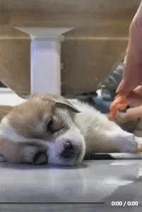 早起きする犬。